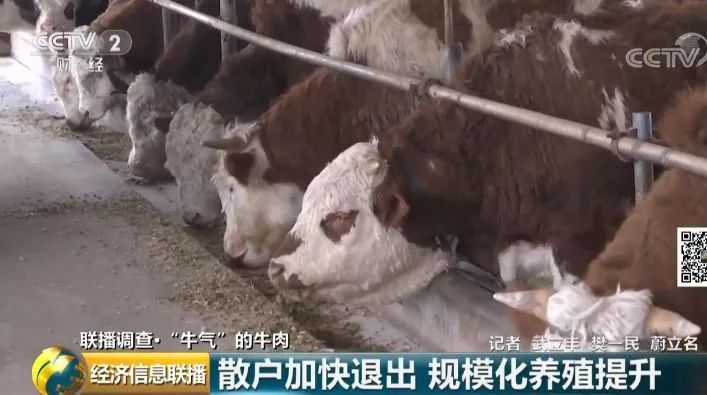 中国畜牧业协会：牛肉过度进口已对我国肉牛产业造成实质性损害