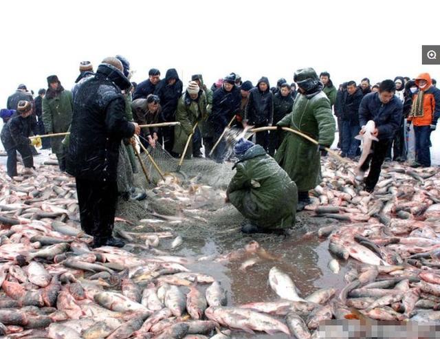 吉林查干湖冬捕 有渔民捞50多斤大鱼 胖头鱼成主角